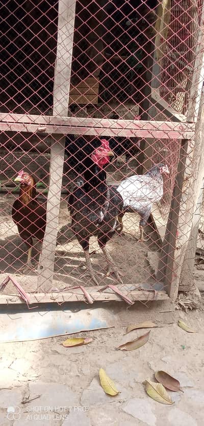 Aseell Slata pair fertile eggs & Desi eggs