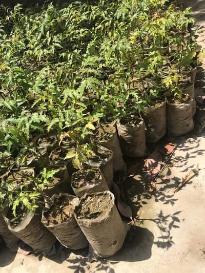 Neem plants