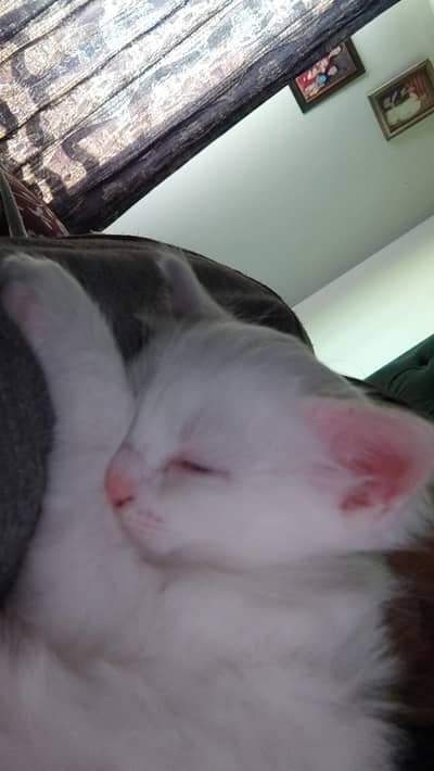 female cat and her kitten