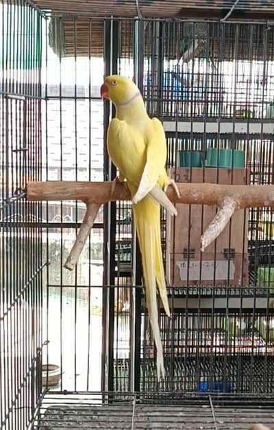 yellow ringneck parrot