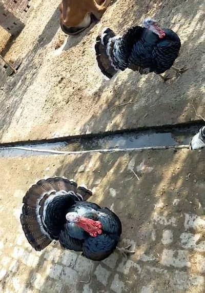 breeder turky pair