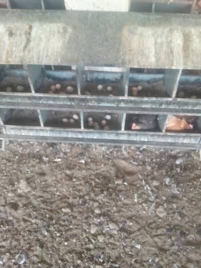 Golden misri | desi murghi | australorp | egyptian fayoumi | starter m