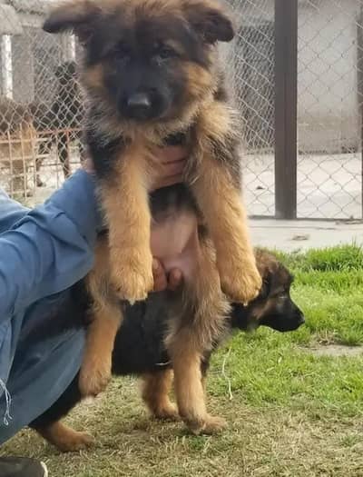 active pairs available 03026029316