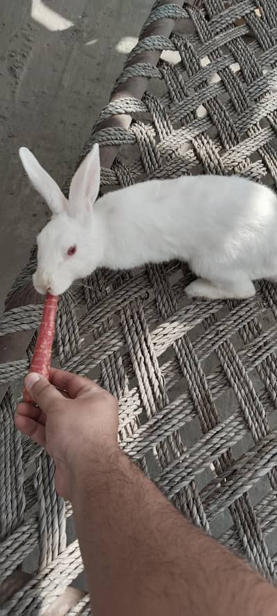 Jumbo Size 3 Rabbit (1 female pregnant ha) - Total 3000/-