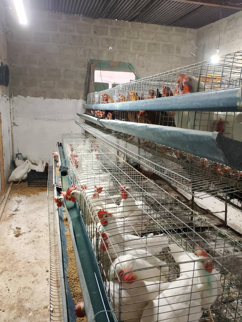 Egg laying golden misri | andy wali murgi| hen cages | Layer Hen 1