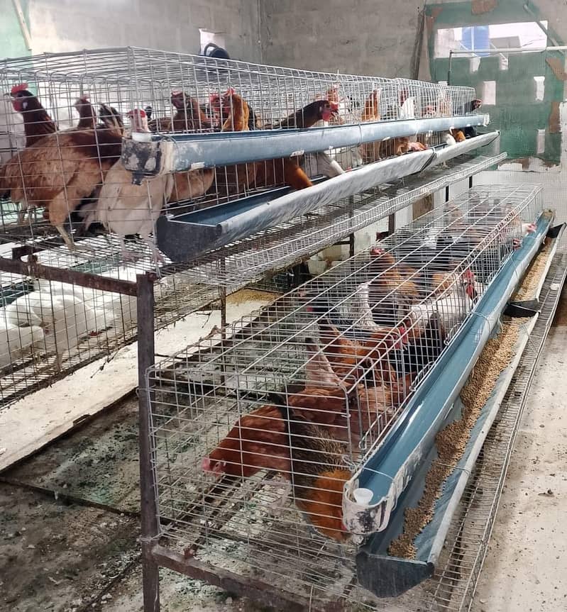 Egg laying golden misri | andy wali murgi| hen cages | Layer Hen 2