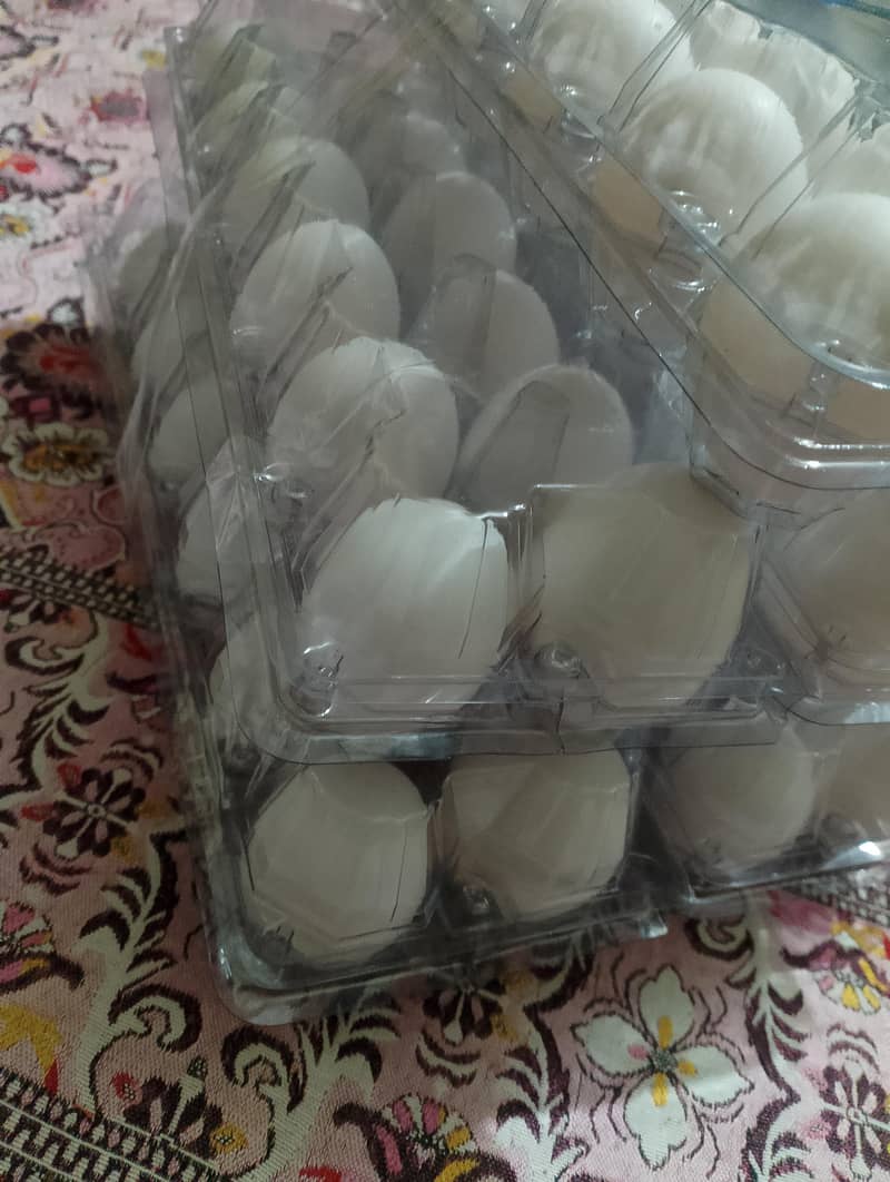 Egg laying golden misri | andy wali murgi| hen cages | Layer Hen 3