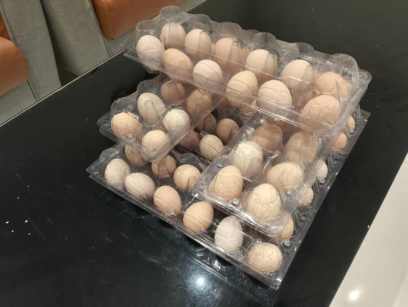 Egg laying golden misri | andy wali murgi| hen cages | Layer Hen 4