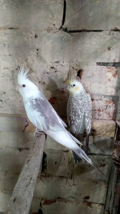 kindly add Puri read kar lay cocktail pair