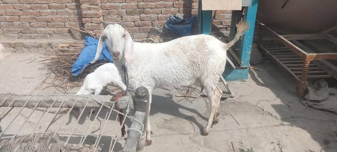 White Bakri Sath 1 white female Bacha,,, Rate Final hy kam nhi hoga