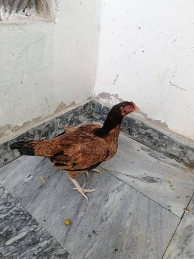 Aseel female for sale Andy de Rahe ha