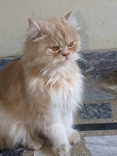 female cat available triple coat