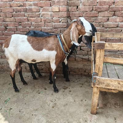 4 month pregnant Goat