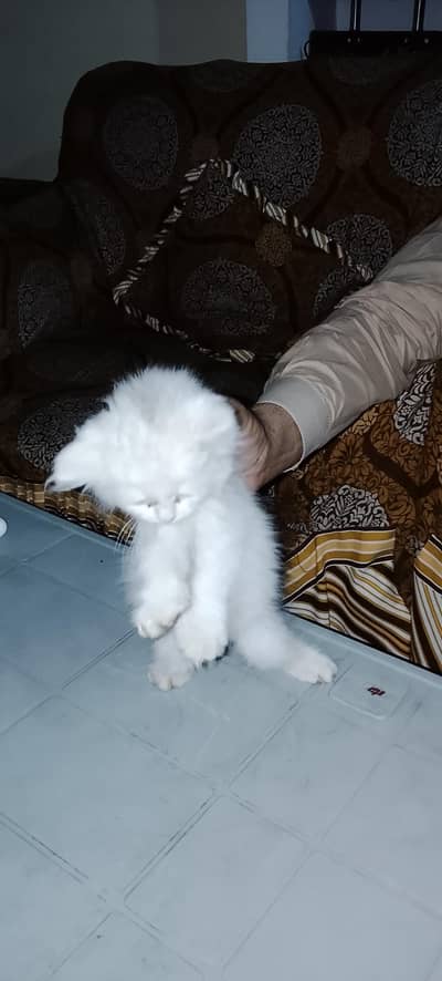 Persian cat white kitten