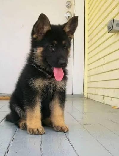 German Shepherd | Supreme Quality Germann Puppies|