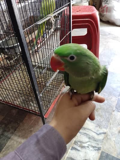 raw parrot chick 3 months age num 03475590283