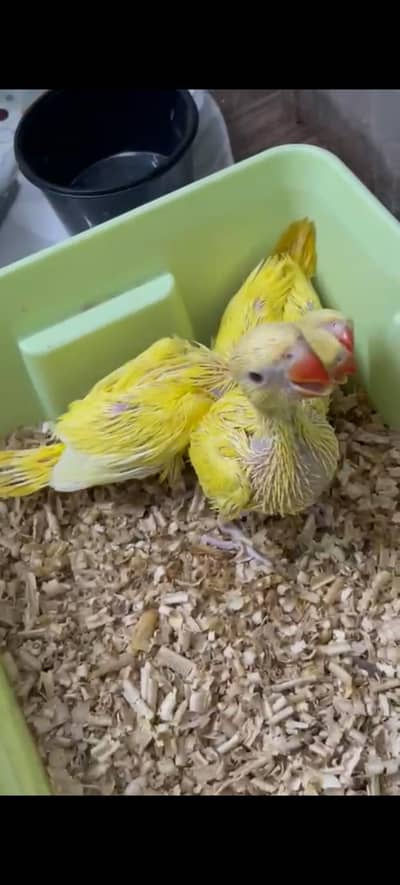 healthy and active nail tail fly all ok and total 4 chicks