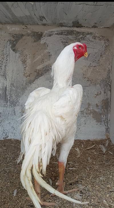 White Shamo or Color Shamo chicks