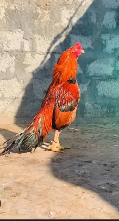 Pure and Old mianwali blood line at cheap rate sale sale sale