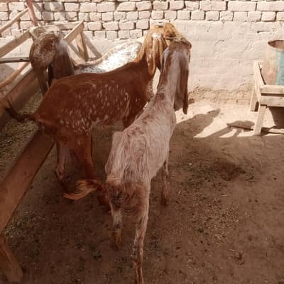 Makki Cheeni Bakrian