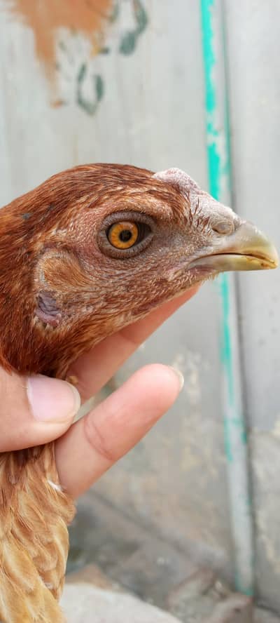 Dragon egg laying female