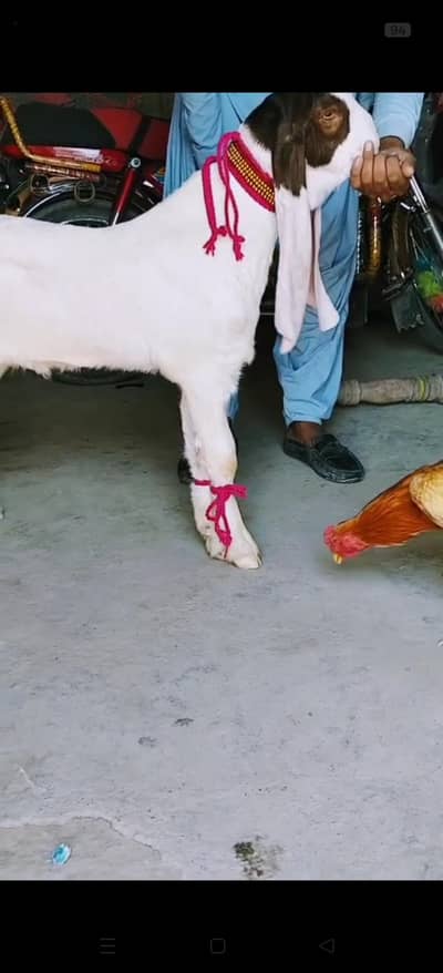 gulabi abluk passa Munda male