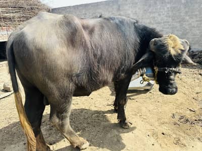 2 katta Gosht k Liye for sale