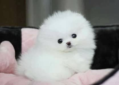 Pomeranian puppies 03101565438