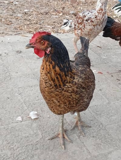 Desi hen available for sale