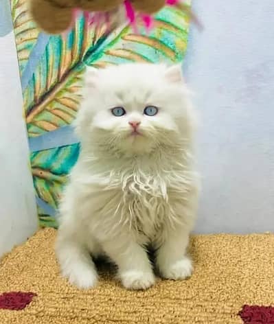 Persian female kitten for sale My WhatsApp number 0325-022-6756