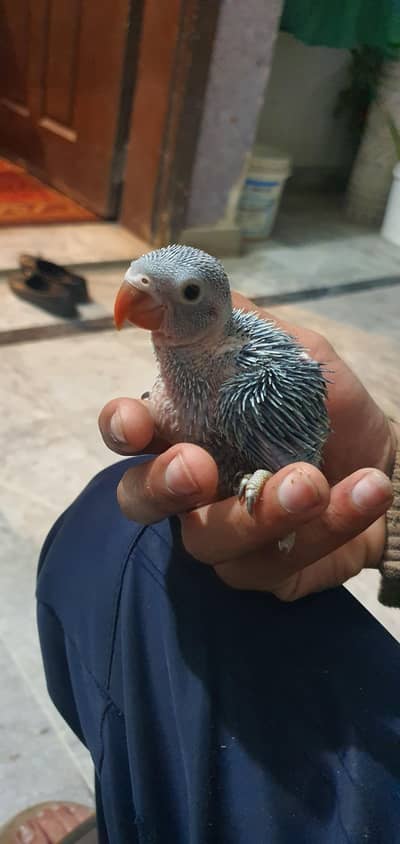 blue and yellow ringneck chick's full healthy and active
