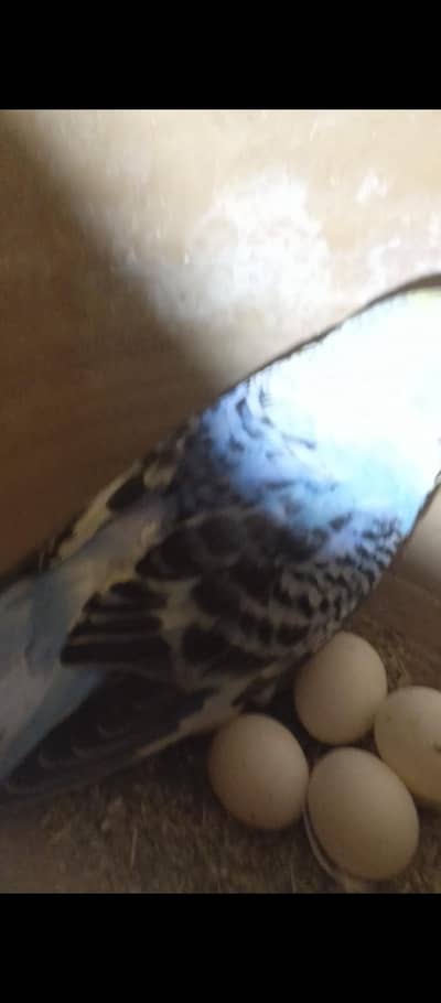 all pair breader with egss with chicks