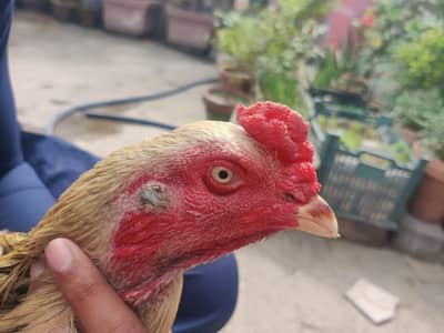 shamo aseel high quality good height rat full final