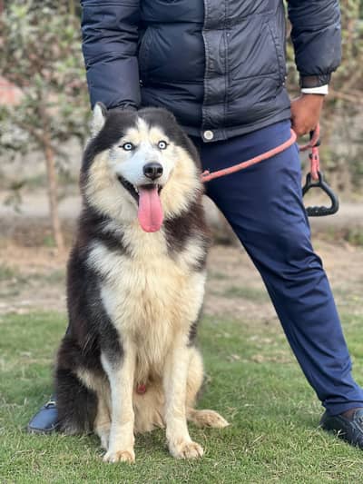 Siberian Husky | stud service