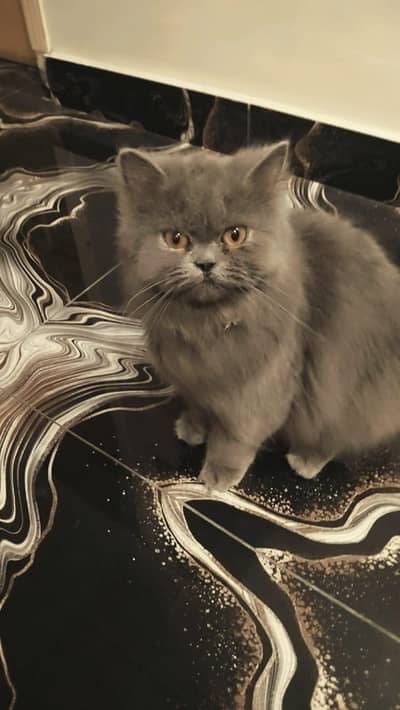 grey Persian female cat