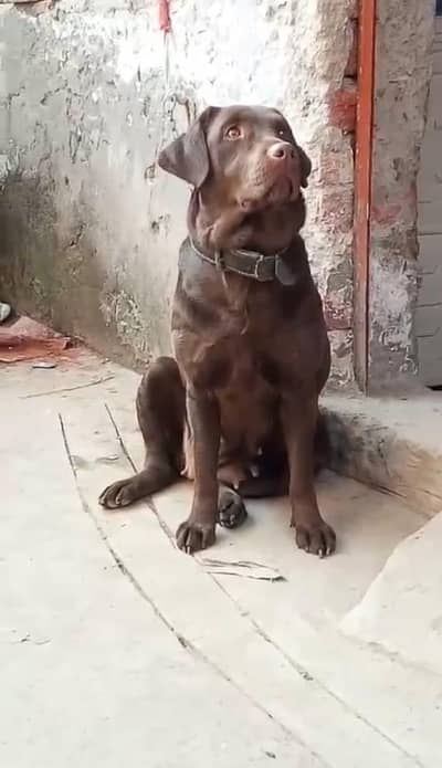 Top Quality chocolate Labrador female