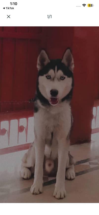 Siberian husky