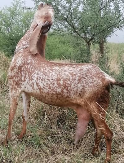 Makhi cheene goat 4 sale 3 Bachou ka shat. 03466101374