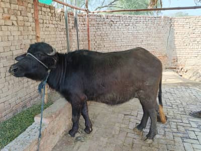 2 dantt katti for sale