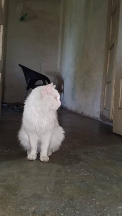 White  Persian cat