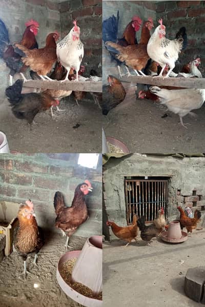Hens available for sale.