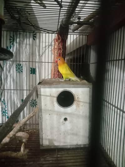 love birds only 1500