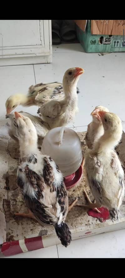 shamo chicks / blue shamo / black shamo