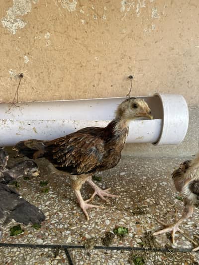 Pure Aseel mianwali full active hn