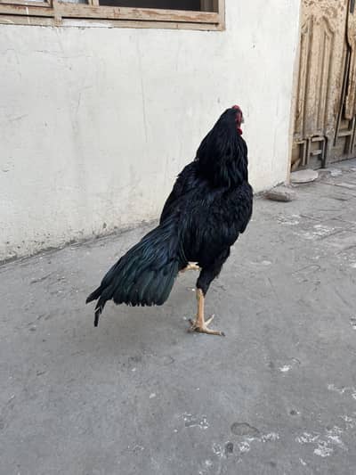 Aseel murga for sale