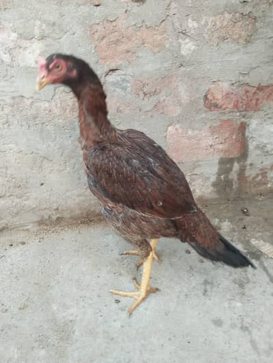 Aseel Hen ready for egg