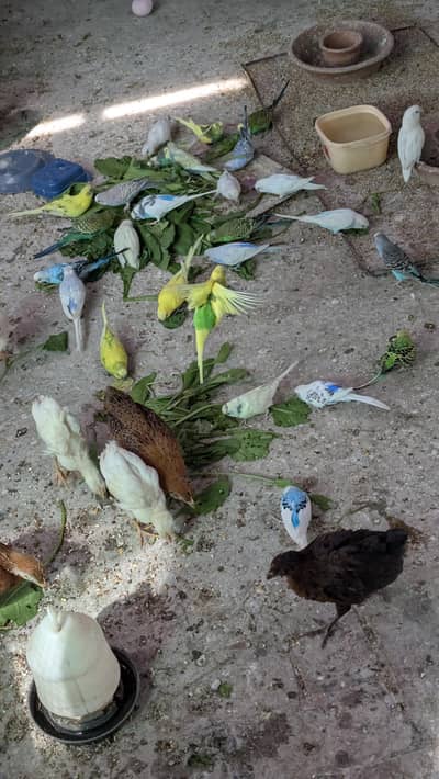 colony setup for sale hy