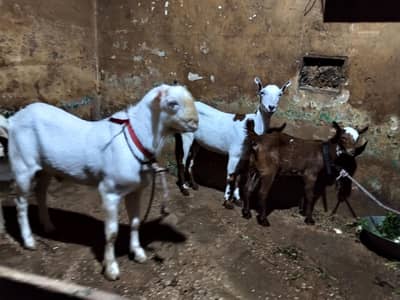 Teddy Goat pair female kid