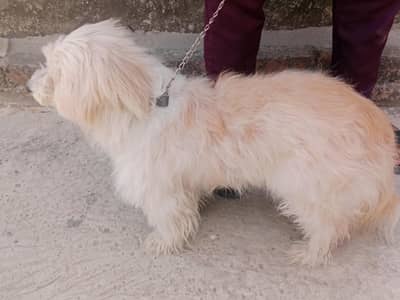 poodle female for sale 03220050814