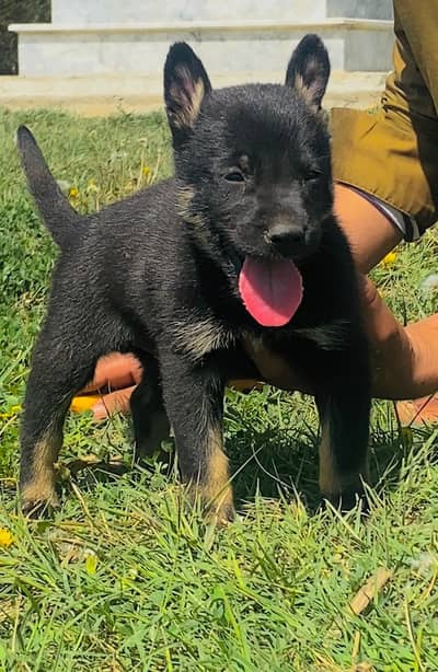 Alsatian Bhagya Ali male security guard 2 month for sale
